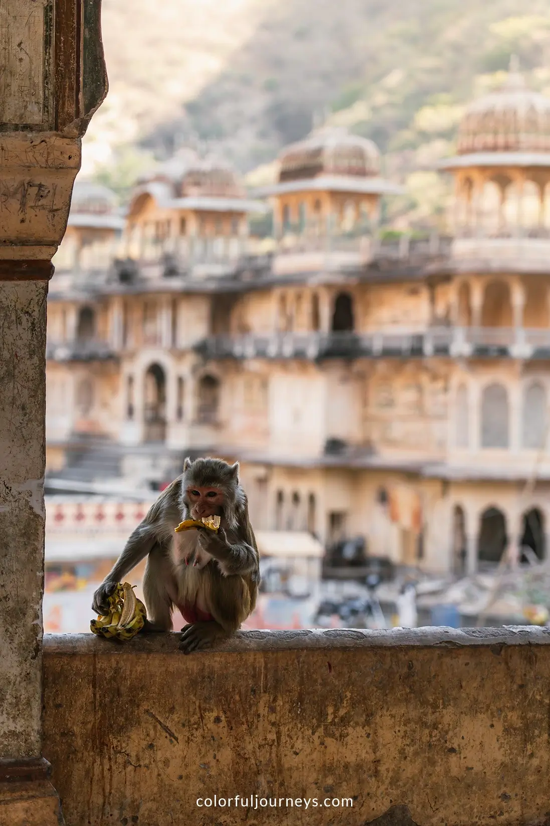 A monkey eats a banana at Galta Ji n Jaipur, India