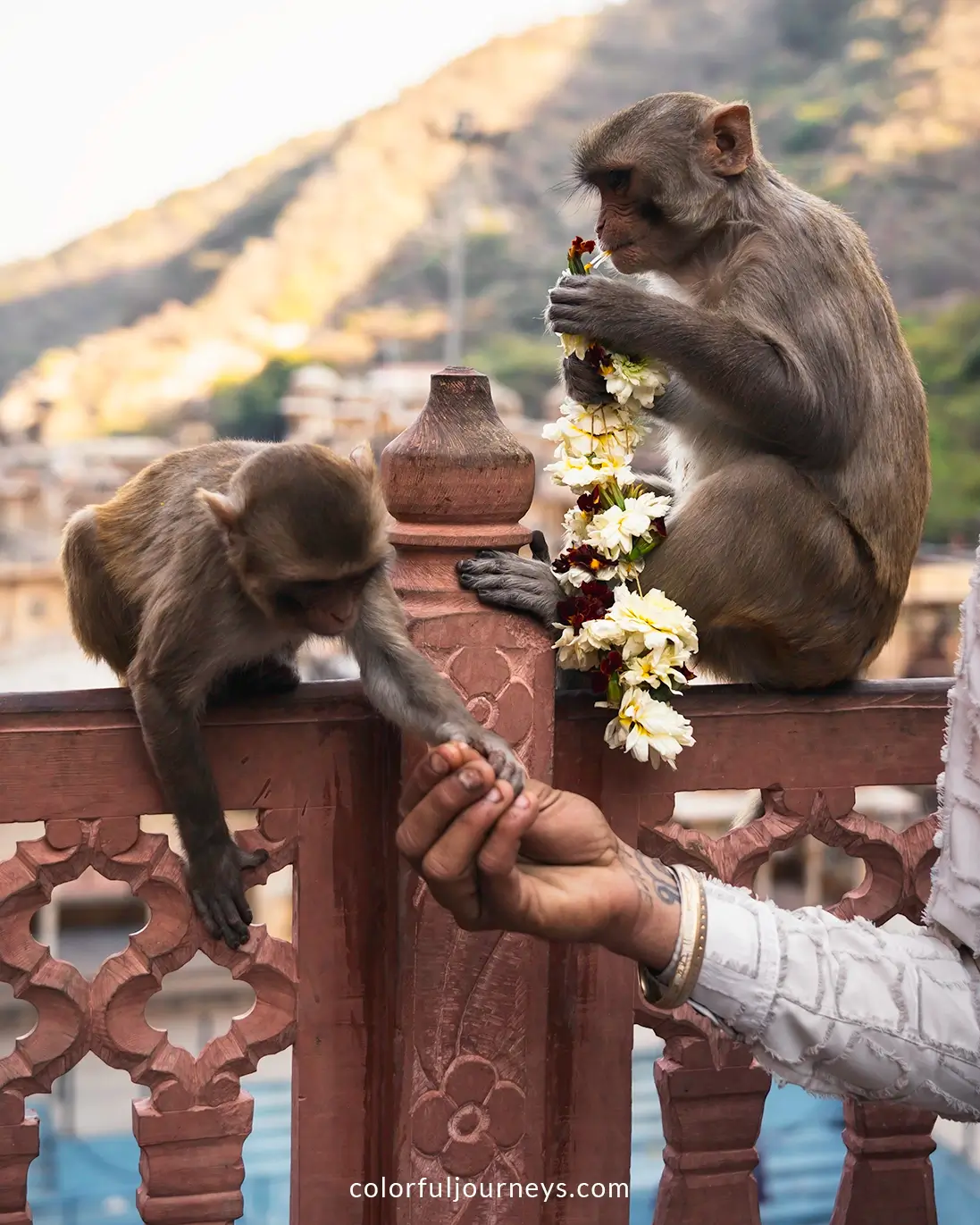 Monkeys hold flowers at the Monkey Temple in Jaipur, India
