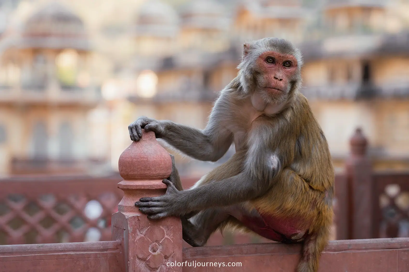 A Monkey sits on a fence at Galta Ji n Jaipur, India