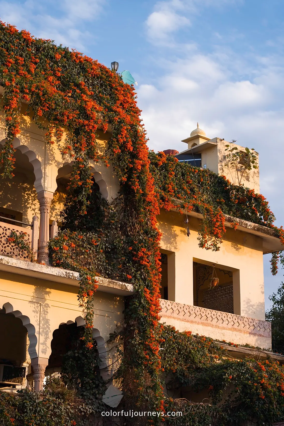 An Heritage Haveli overgrown with orange flowers in Jaipur, India 