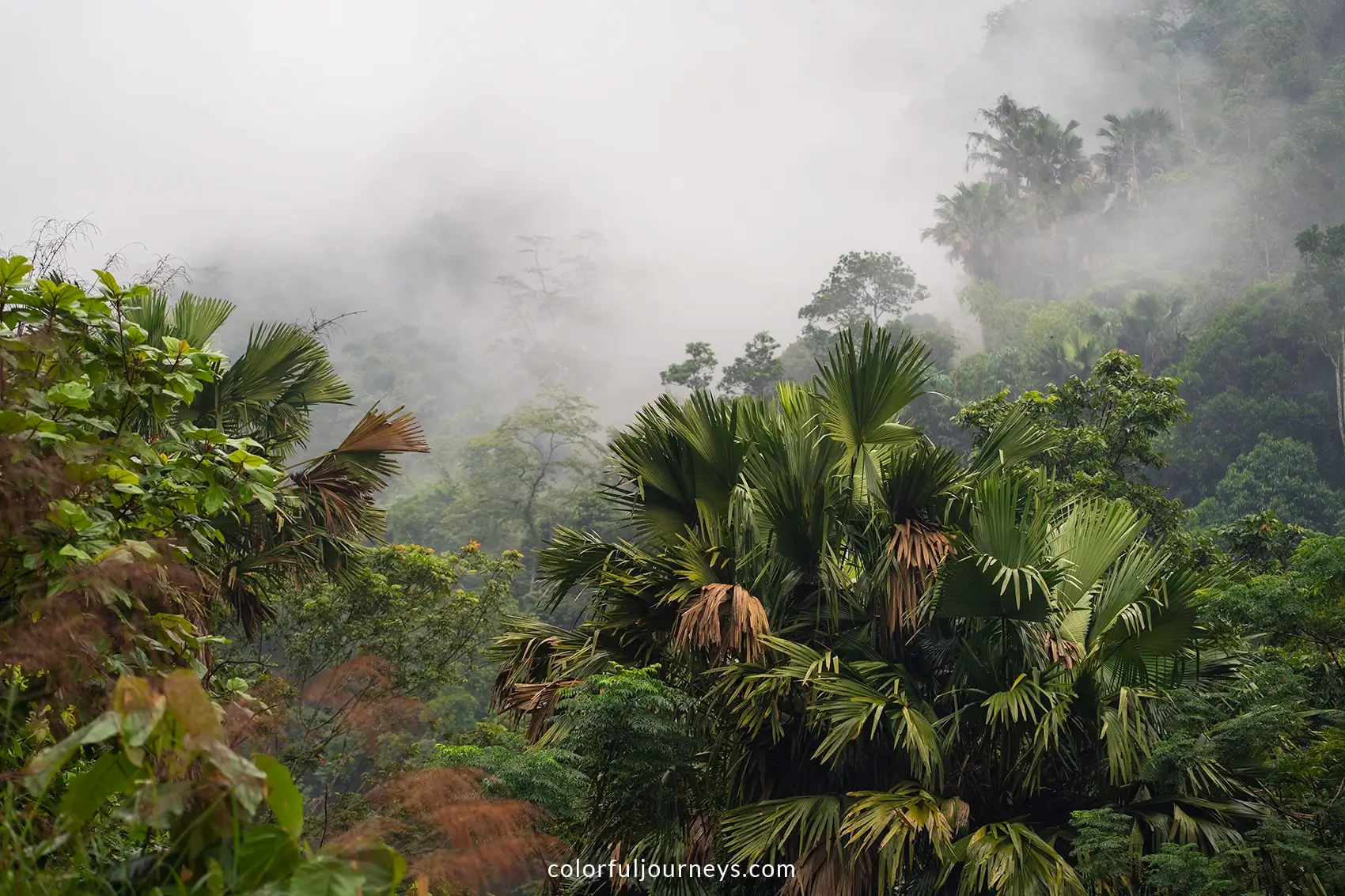 A misty forest in Ha Giang, Vietnam 