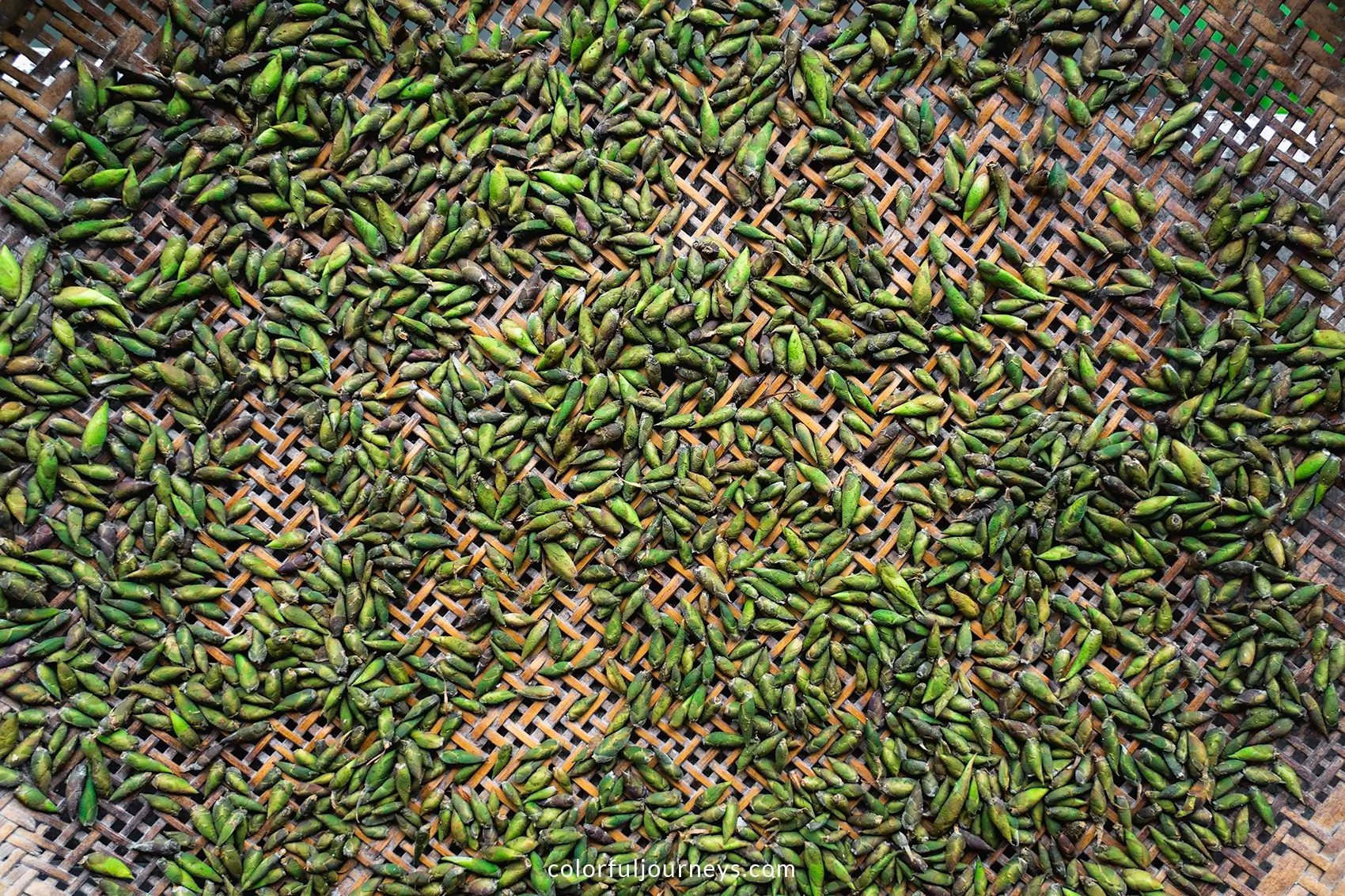 Rare Dragon Claw tea buds in Ha Giang, Vietnam