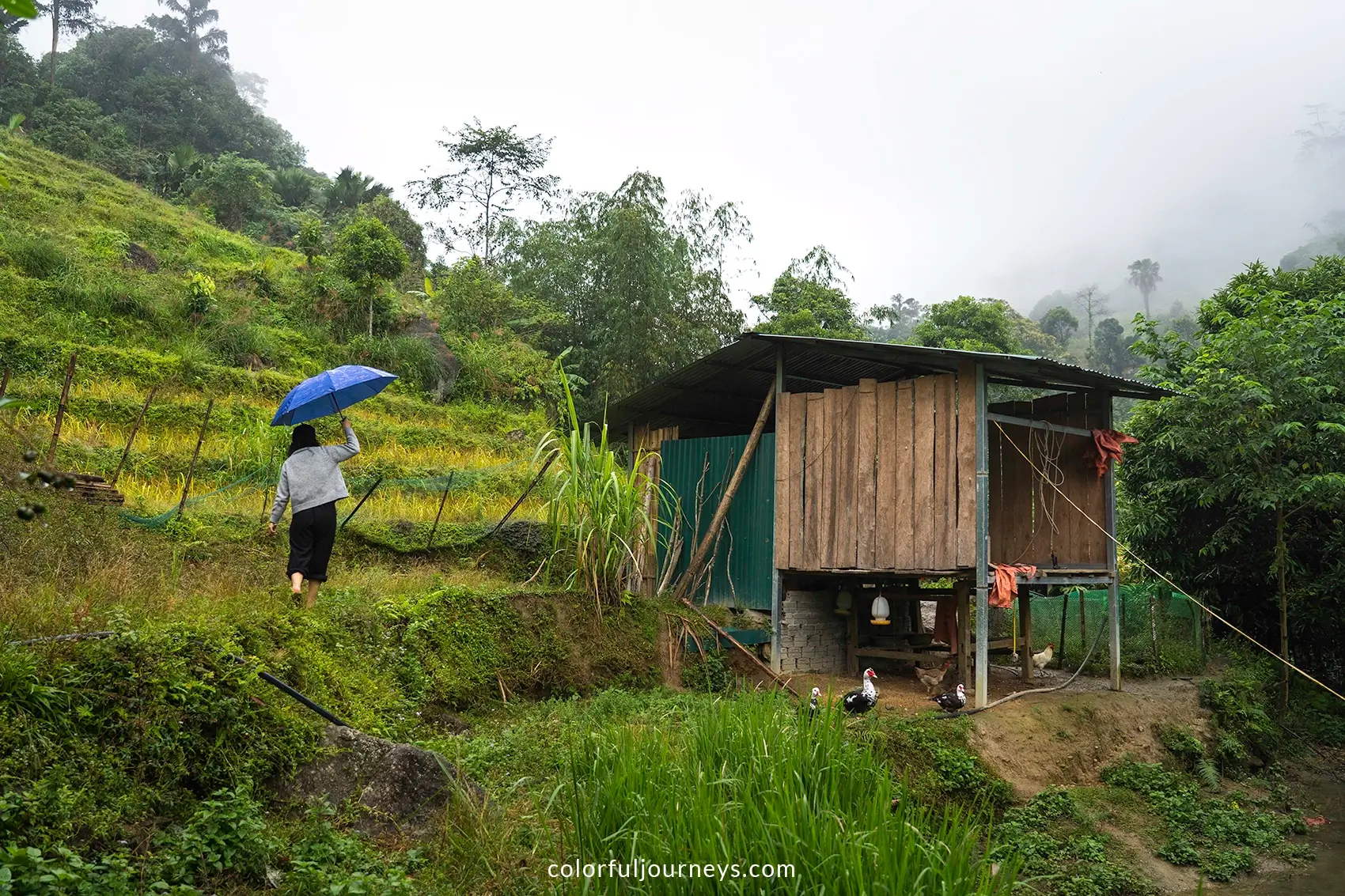 A woman walks through the mountains of Ha Giang with a blue umbrella