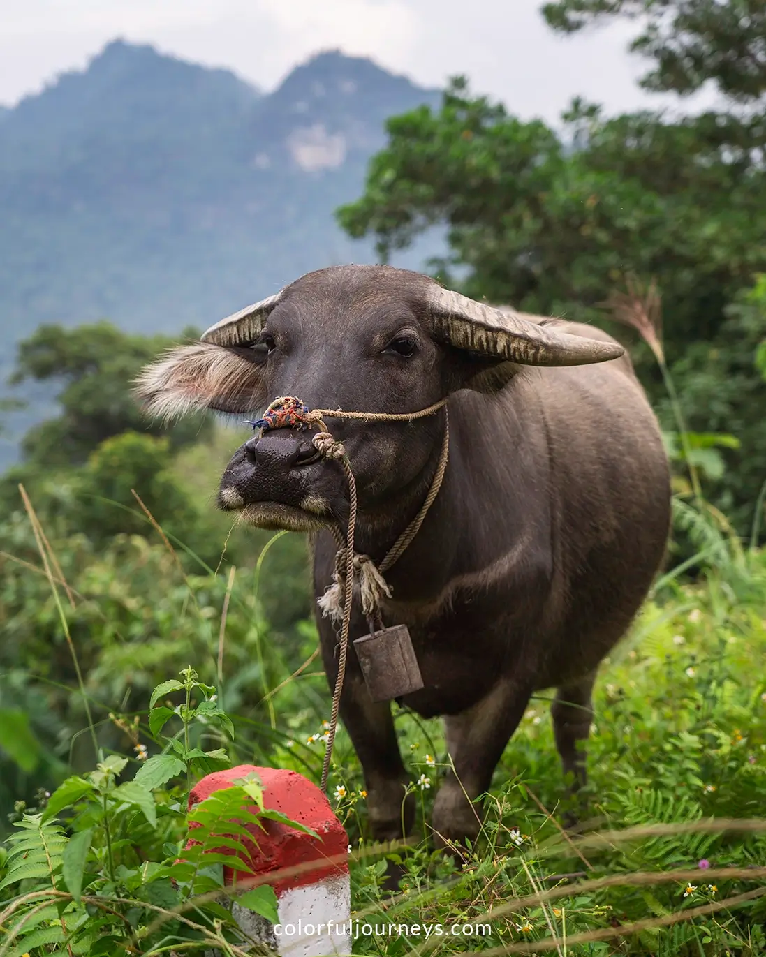 A buffalo in Ha Giang, Vietnam
