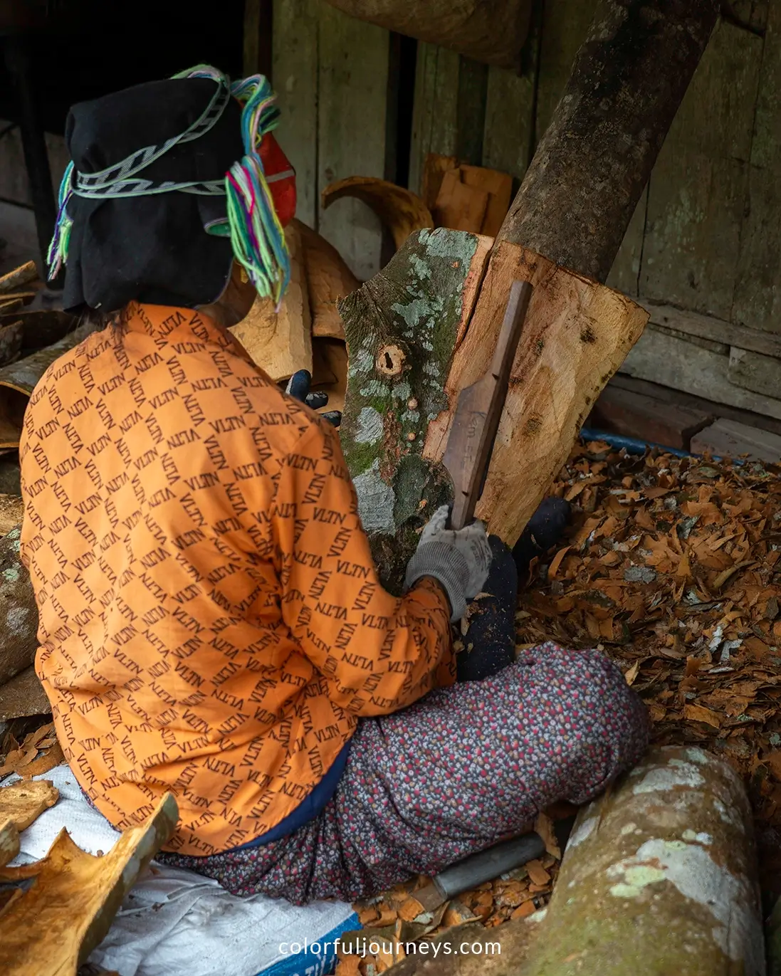 Women harvest cinnamon in the mountains of Vietnam