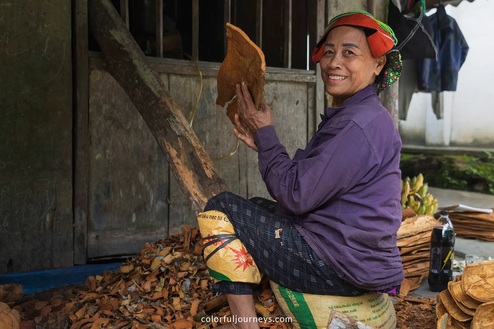 Women harvest cinnamon in the mountains of Vietnam