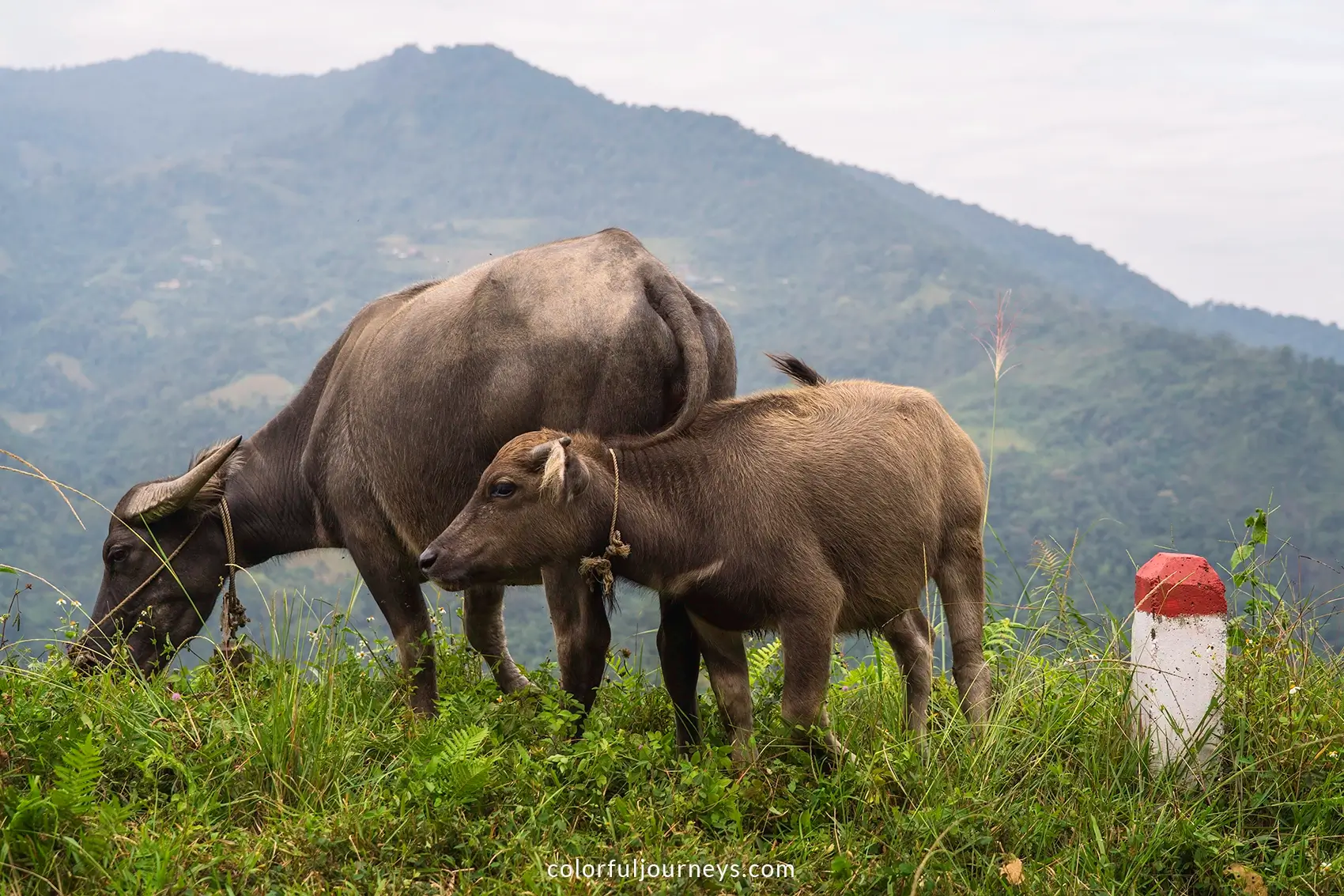 Buffaloes in the mountains of Vietnam