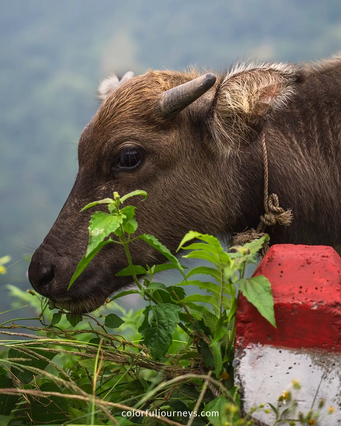 A young buffalo in Northern Vietnam