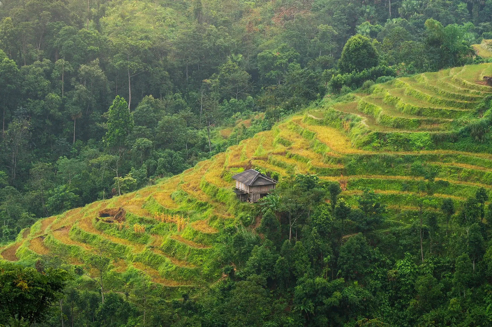 Rice paddies in the mountains of Ha Giang, Vietnam