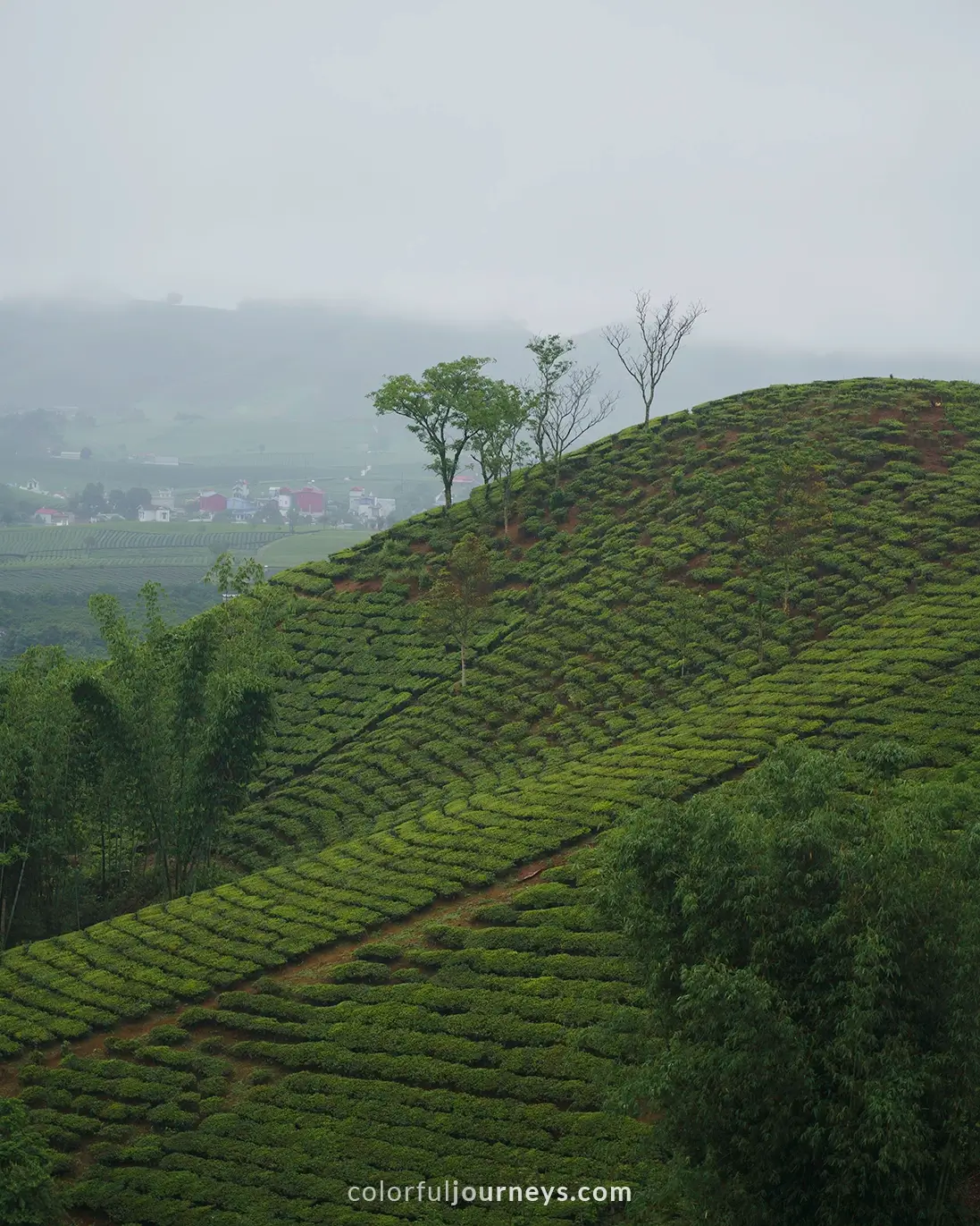 Teafields in Moc Chau, Vietnam