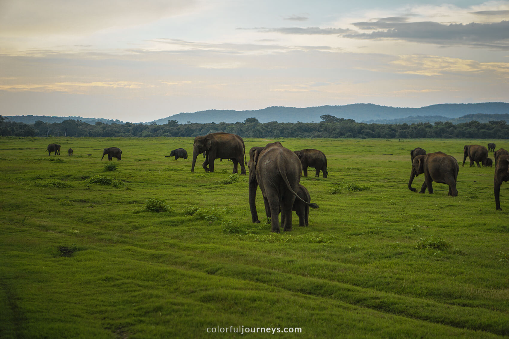 A herd of elephants at Minneriya National Park, Sri Lanka