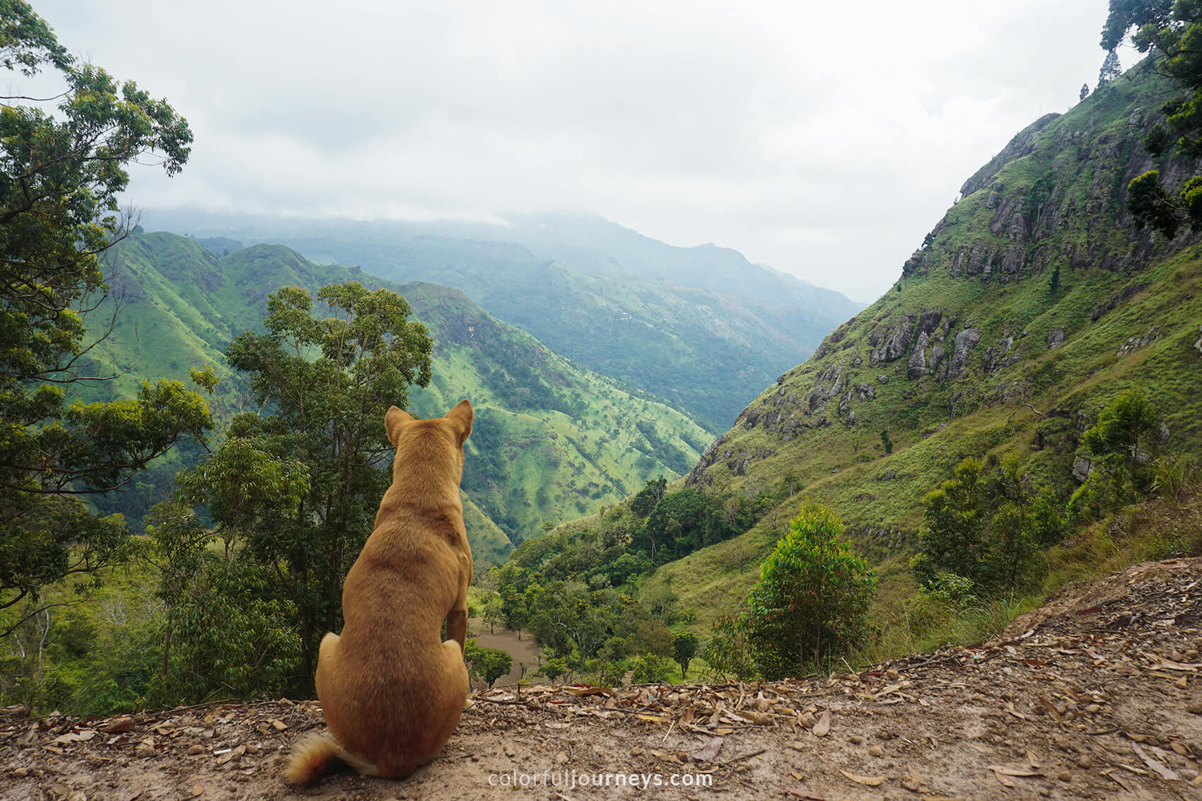 A dog looks into a green valley at Ella Rock, Sri Lanka.