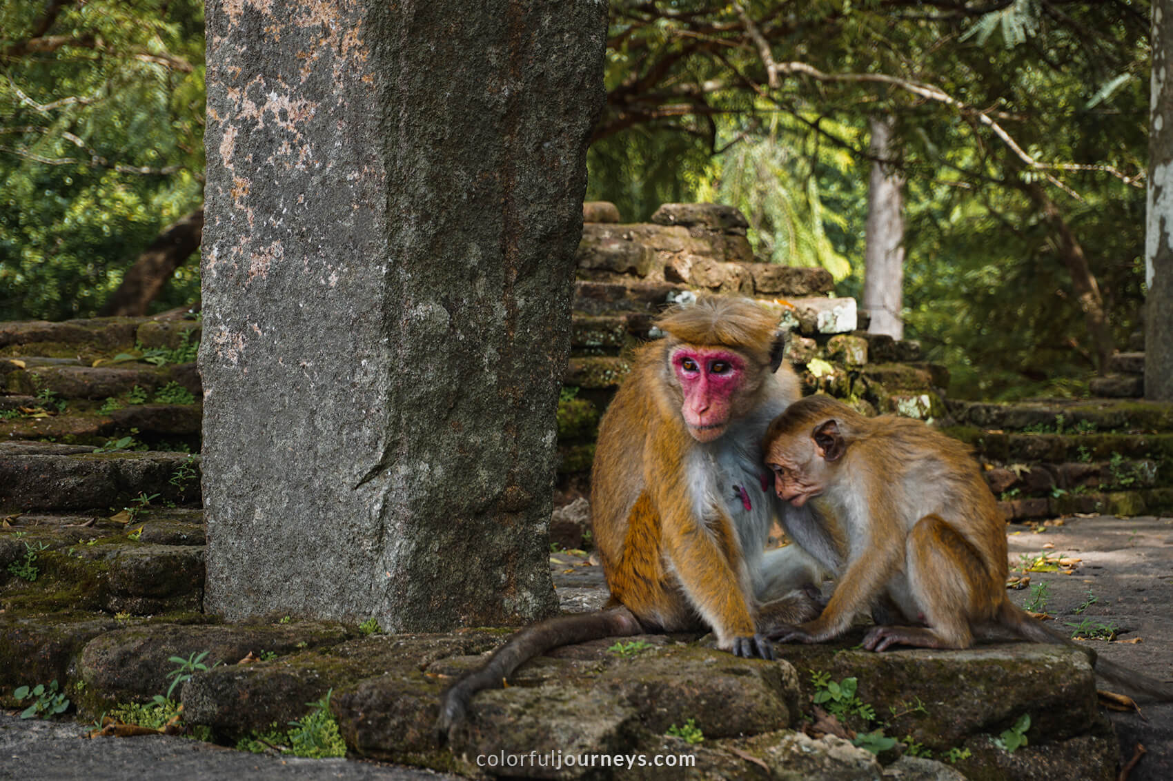 Macaque's at Polonnaruwa, Sri Lanka.  