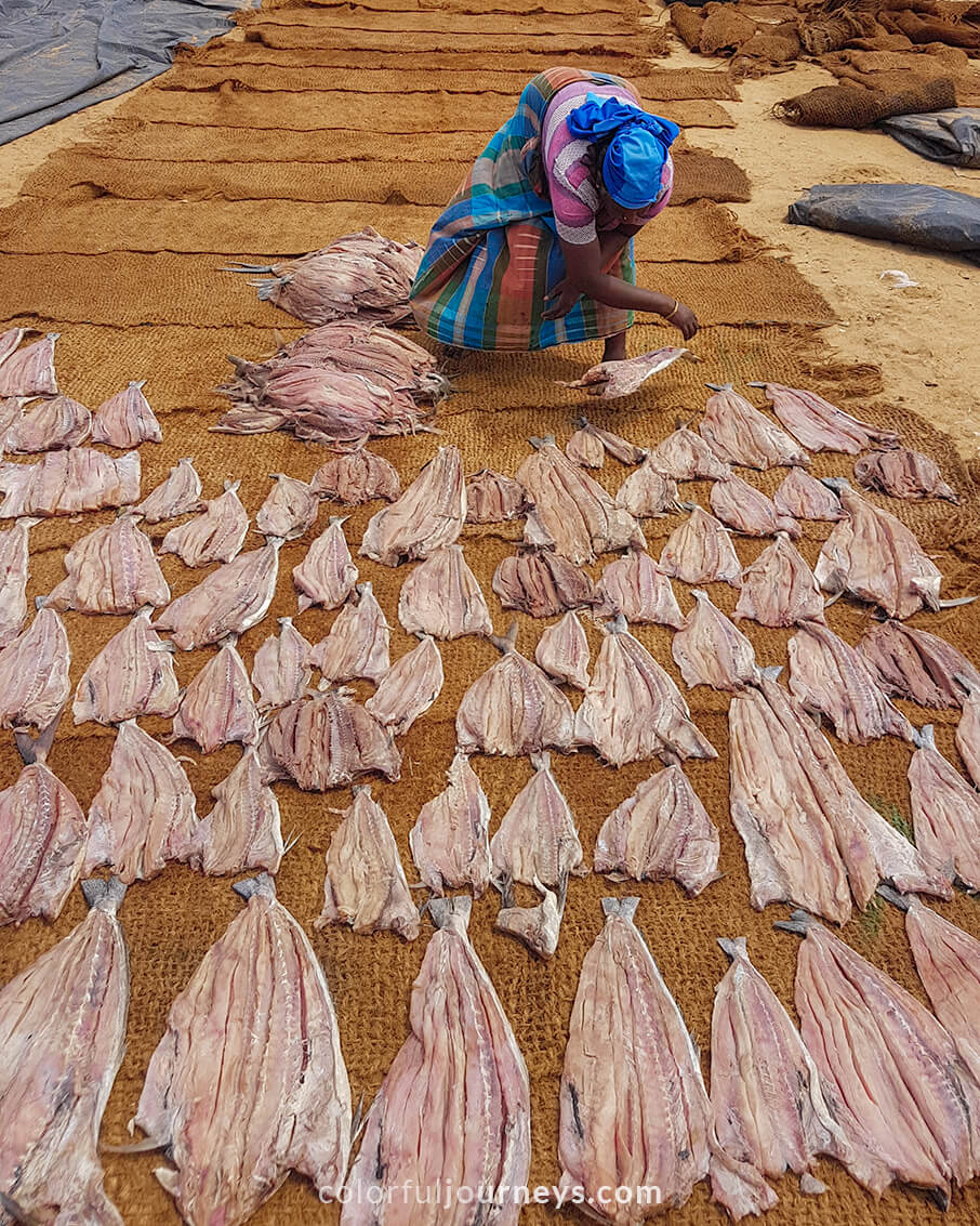 A woman lays fish to dry in Negombo, Sri Lanka.