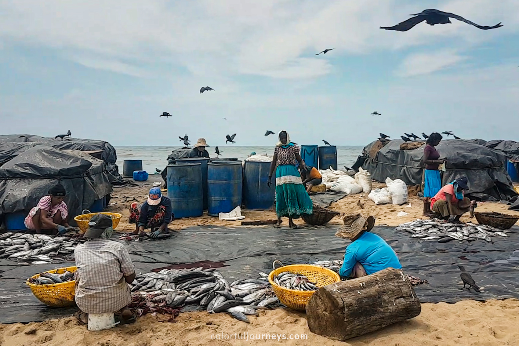 Fishermen prepare fish at the beach in Negombo, Sri Lanka