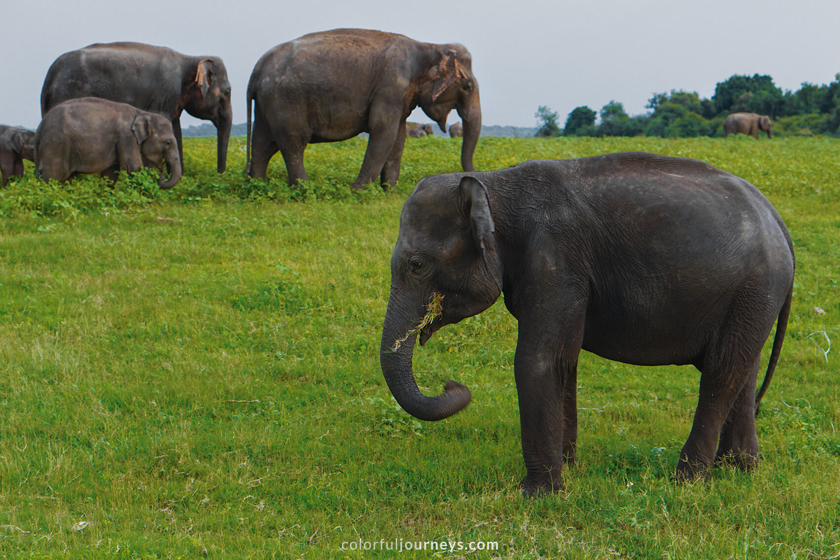 A elephant calf is seen in Minneriya National Park.