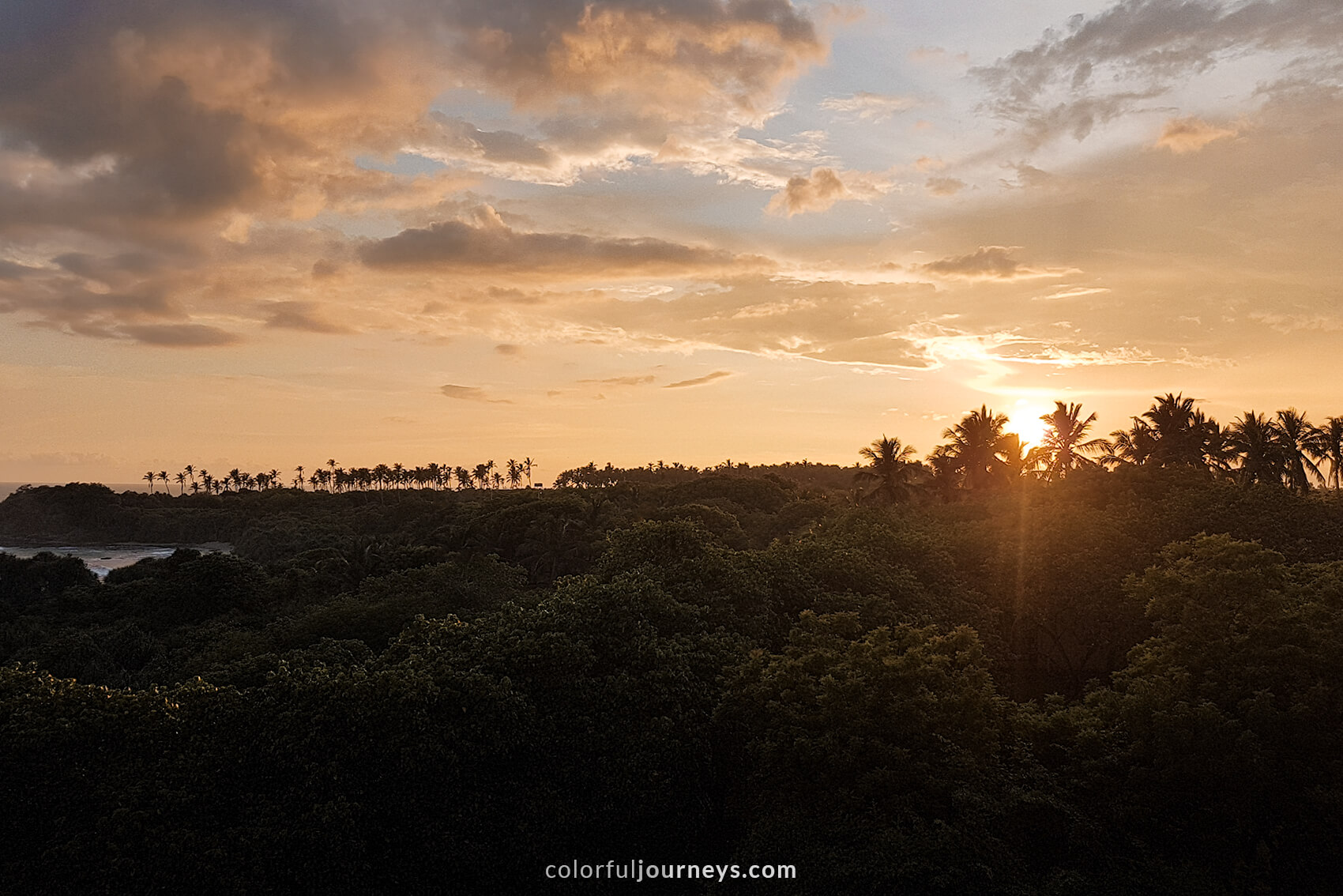 Palm trees during sunset. 