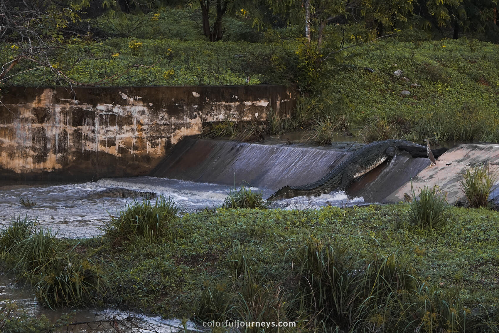 Crocodiles in Yala National Park, Sri Lanka. 