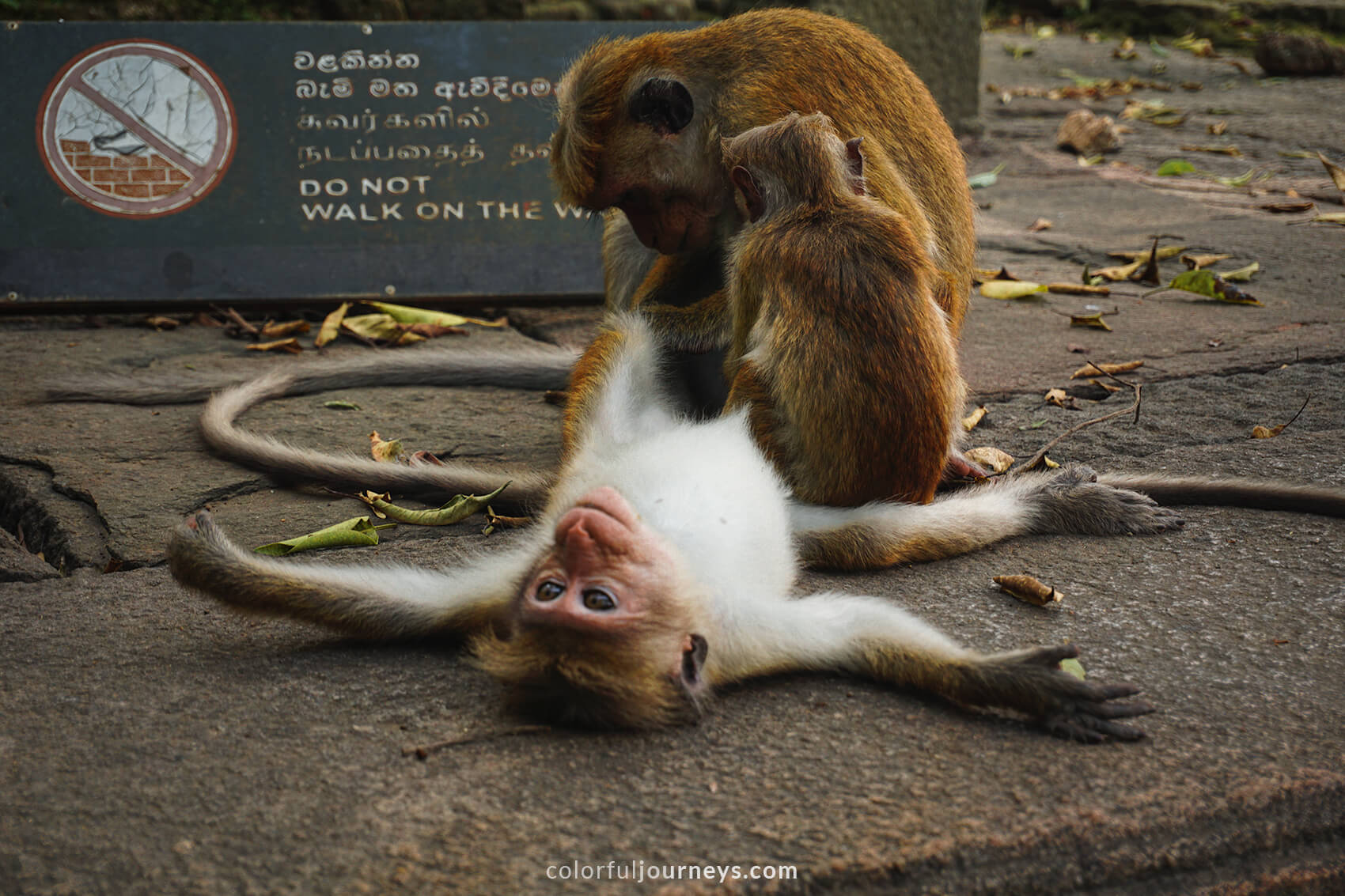 Monkeys deflea eachother.