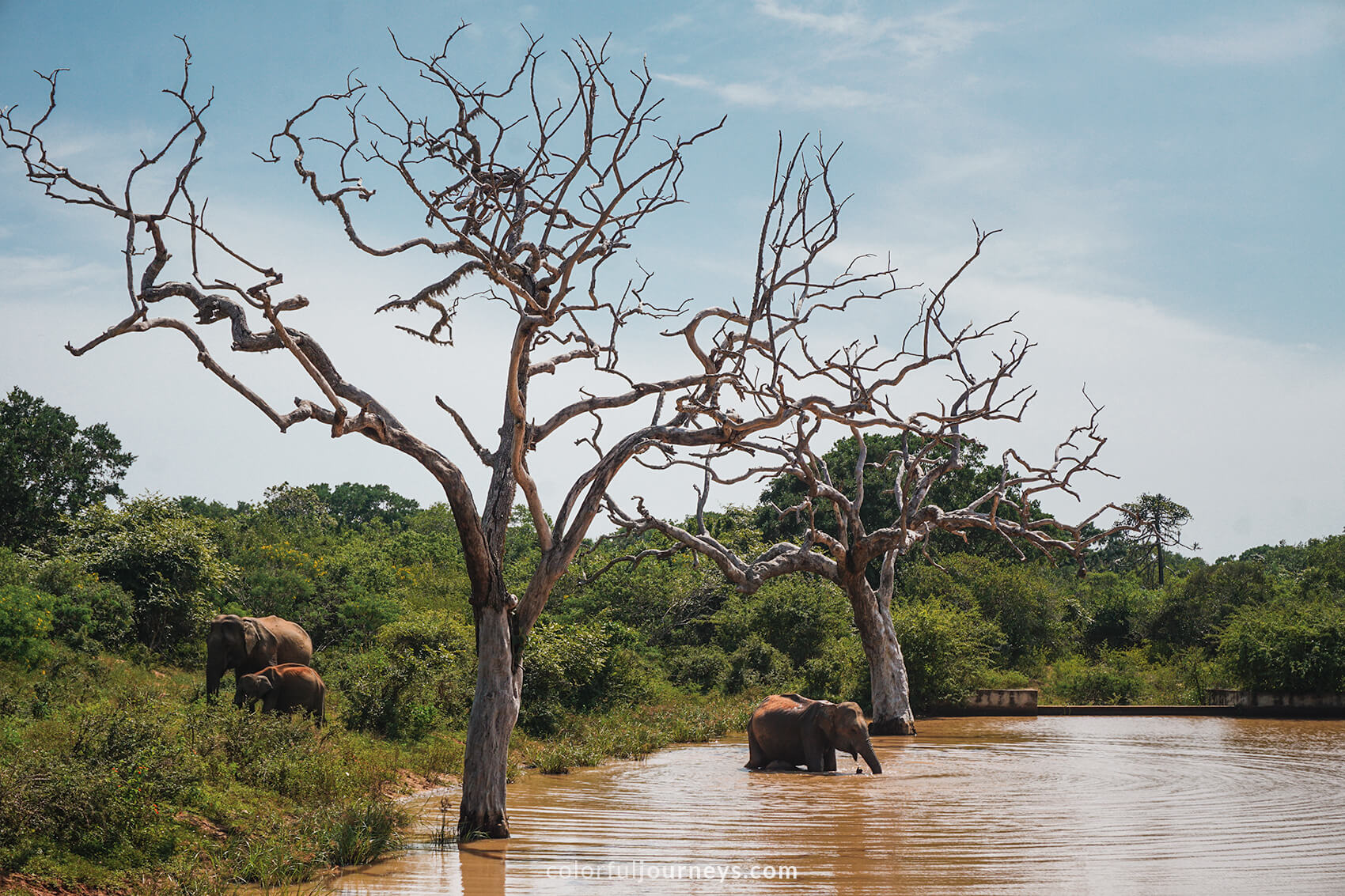 Elephants take a bath in Yala National Park, Sri Lanka