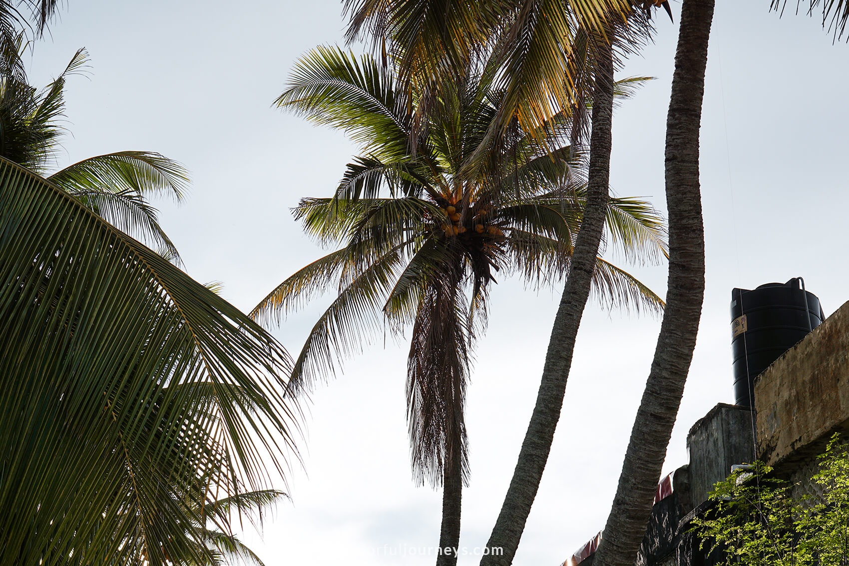 Palm trees against a bright sky.