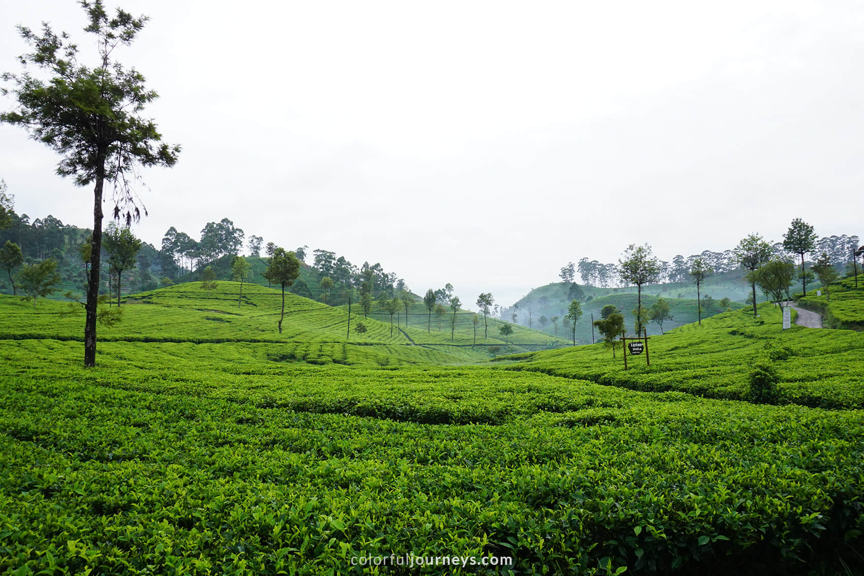 Green tea plantations at Liptons Seat, Sri Lanka.