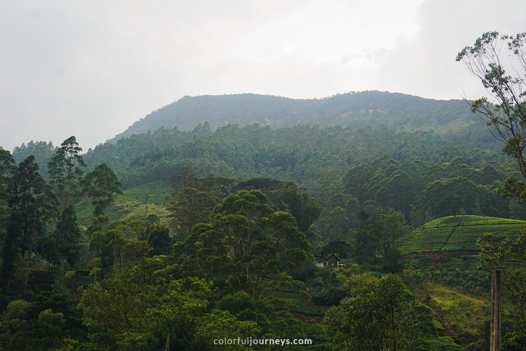 The green highlands of Delhousie, Sri Lanka.
