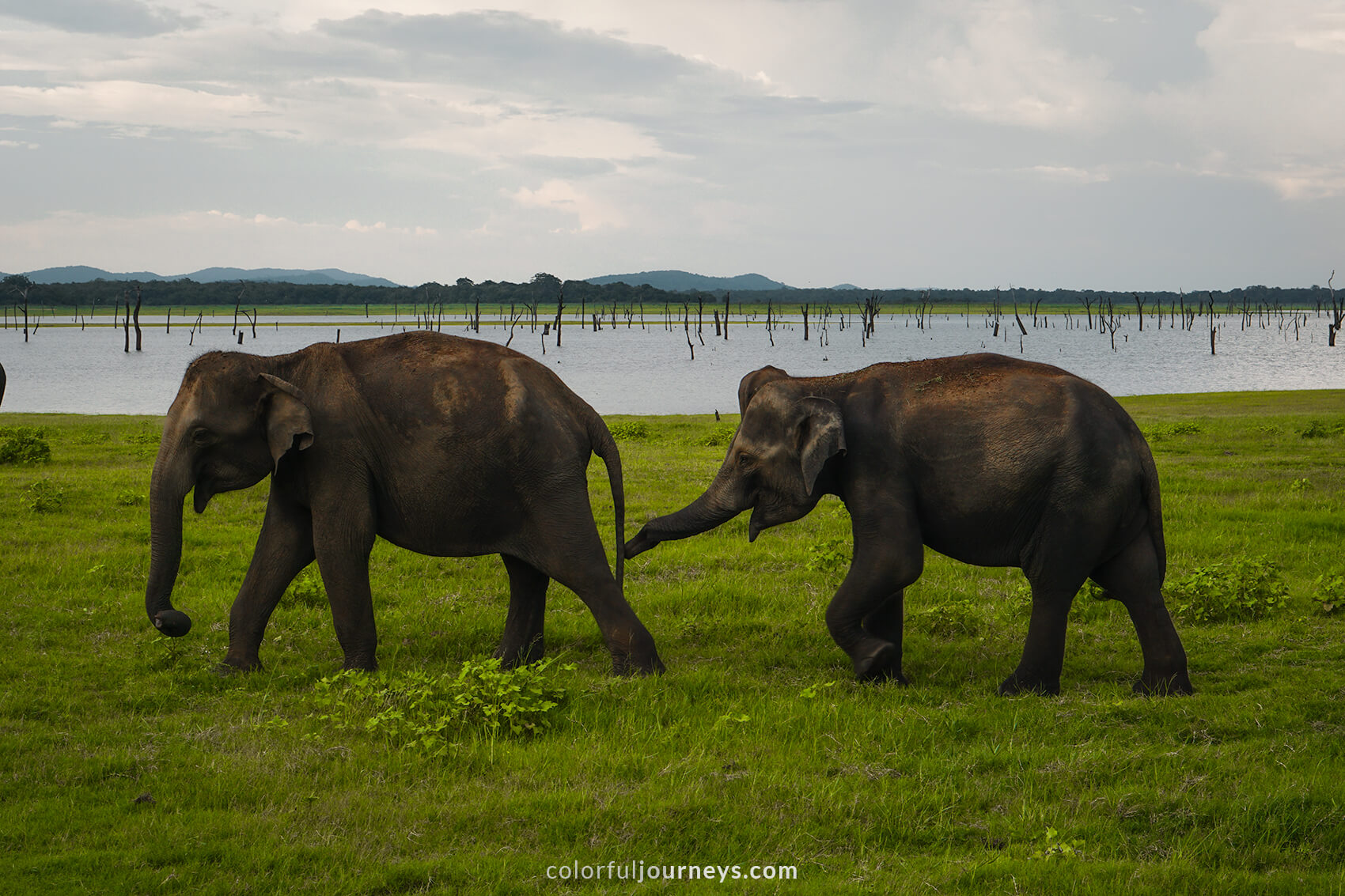 Two elephants at Minneriya National Park, Sri Lanka
