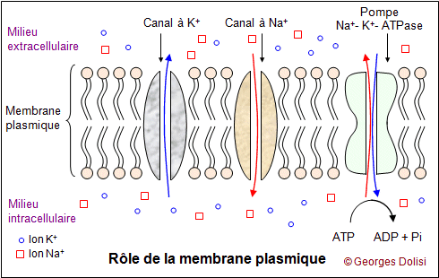 Résultat de recherche d'images pour "membrane du neurone au repos"