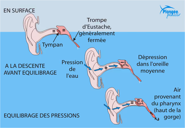 Oreilles et plongée : prévention des risques, méthodes d'équilibrage.