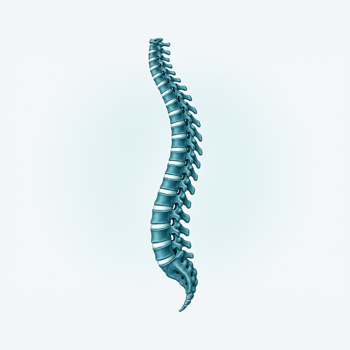 Illustration of the human spine from the side