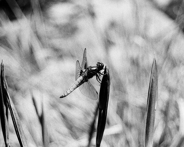 A black and white macro shot of a dragonfly