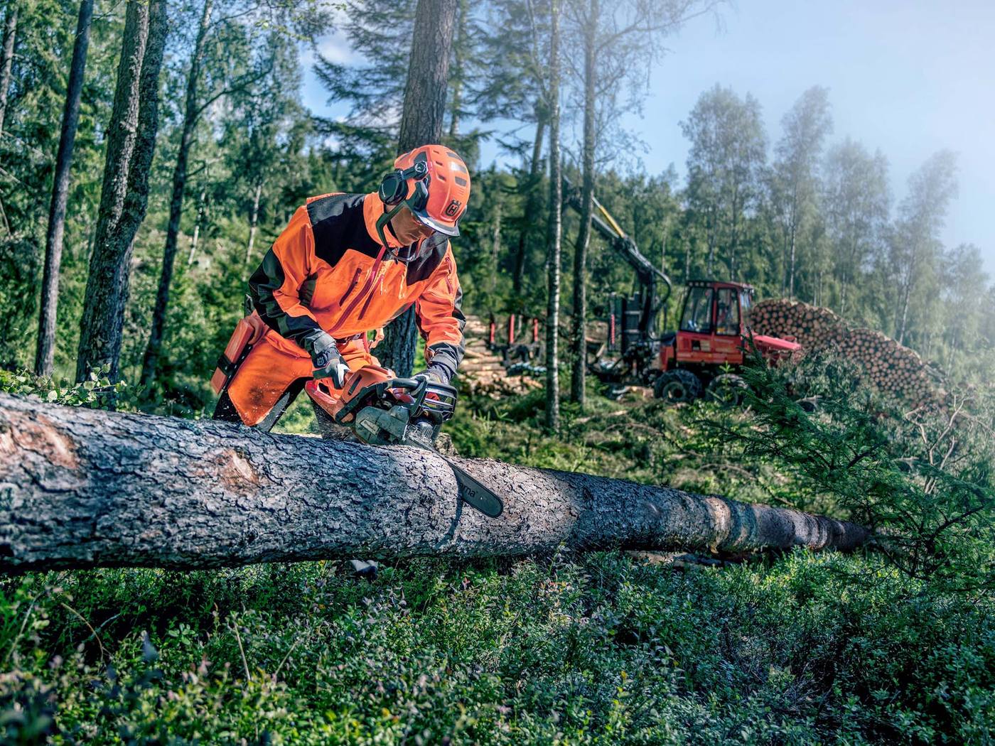 Procedure di taglio e allestimento del legname. Modulo Base - Strumenti operativi per la gestione del carbonio forestale