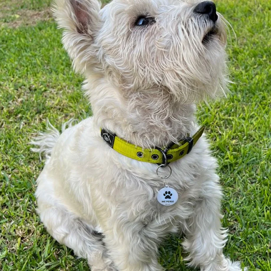 Una mano sostiene un smartphone en el que se ven las alertas de detección de movimiento de una aplicación de cámaras de seguridad domésticas, junto a una cámara de seguridad SOSAFE blanca colocada sobre una superficie de madera.