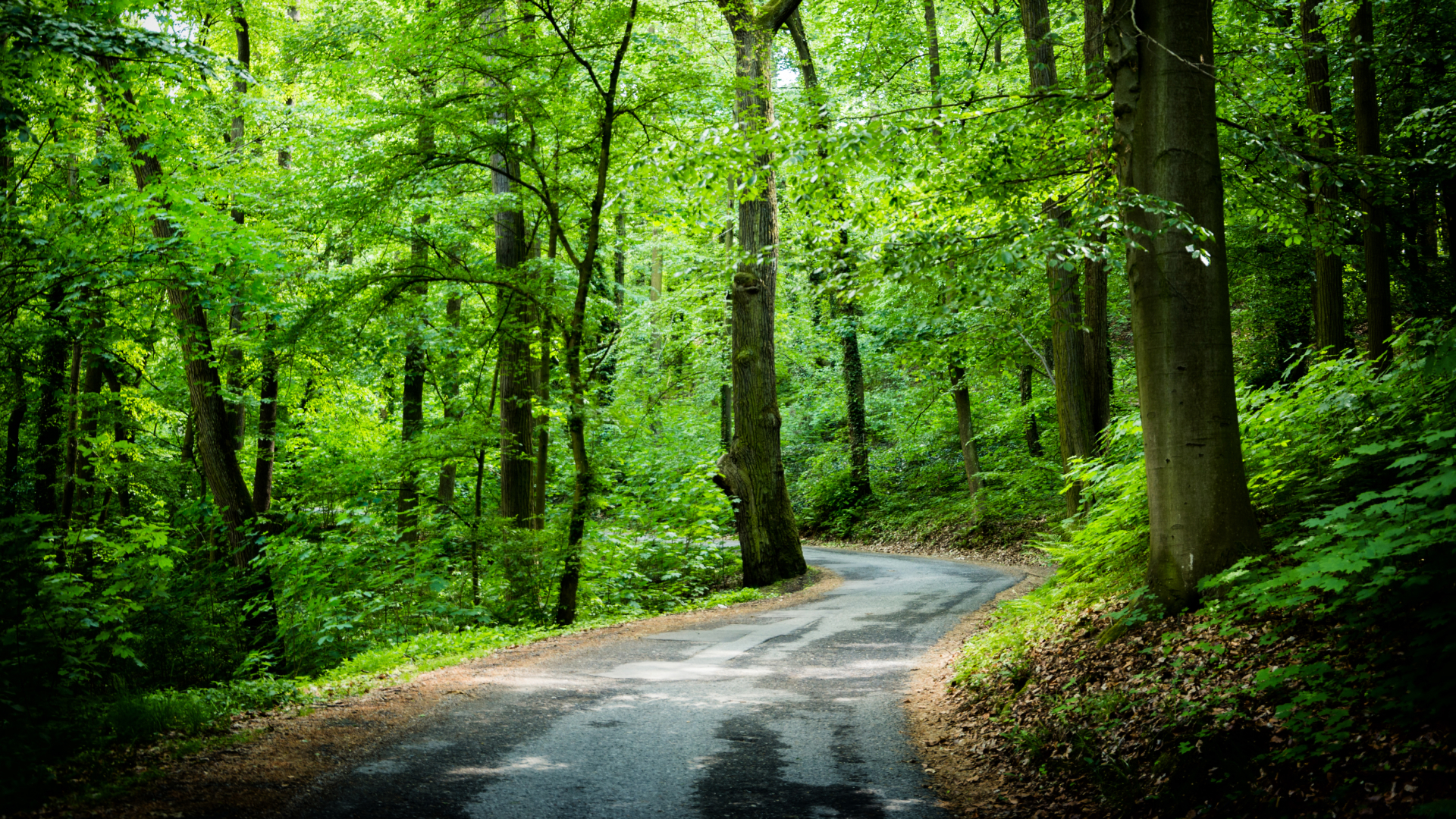 Forest with a road in the middle