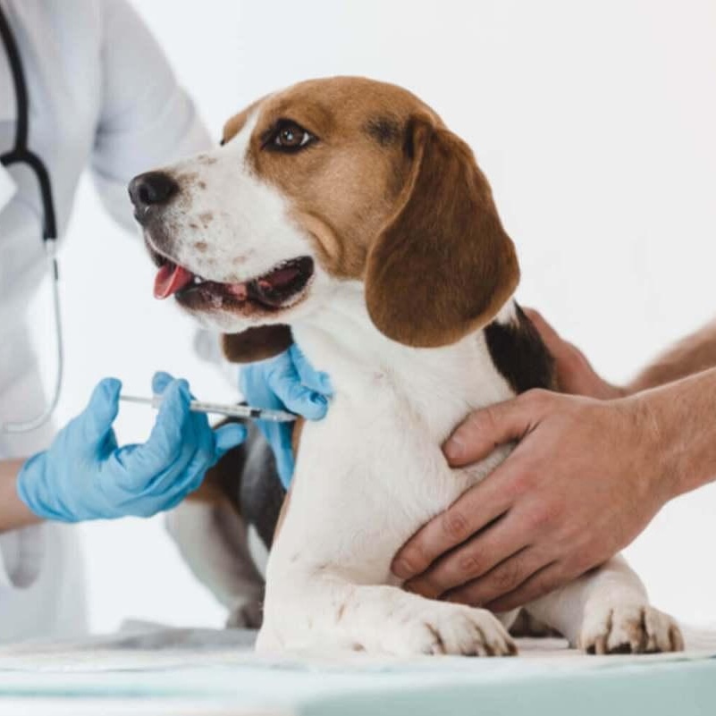 Inzulinóm u psov: Špecializovaná diagnostika a liečba pre zdravší život