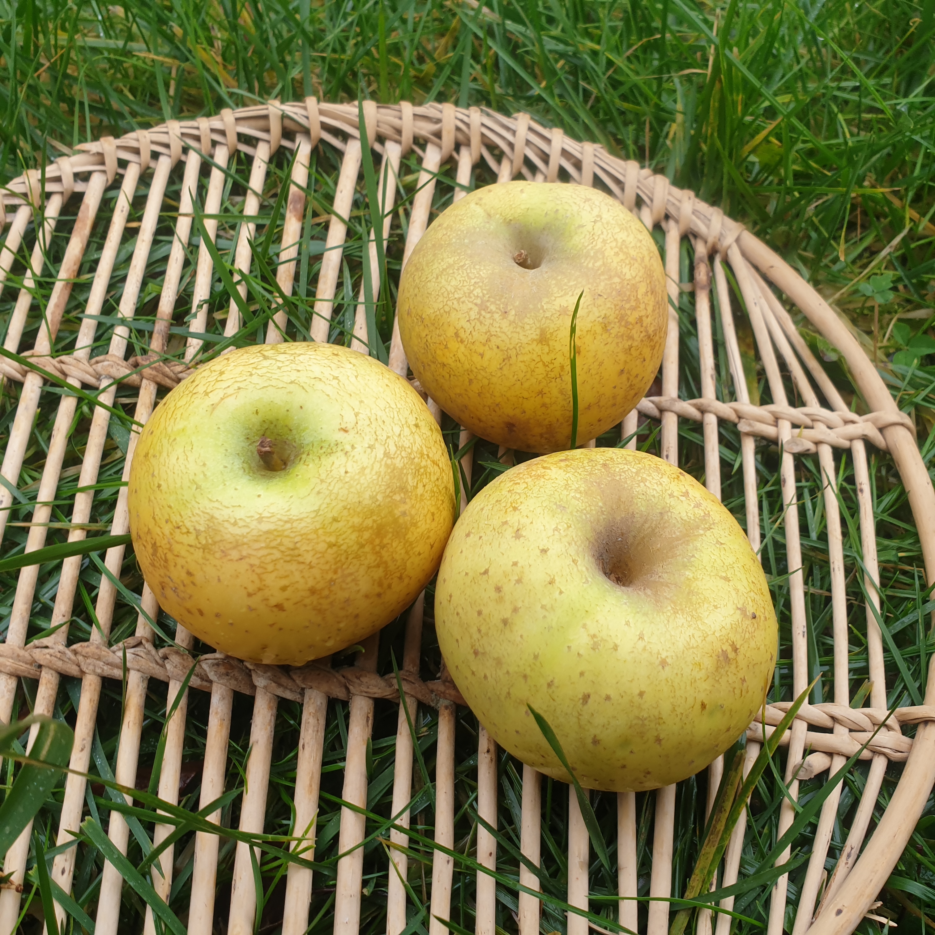 photo producteur local isador