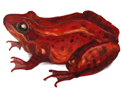 Painted red frog