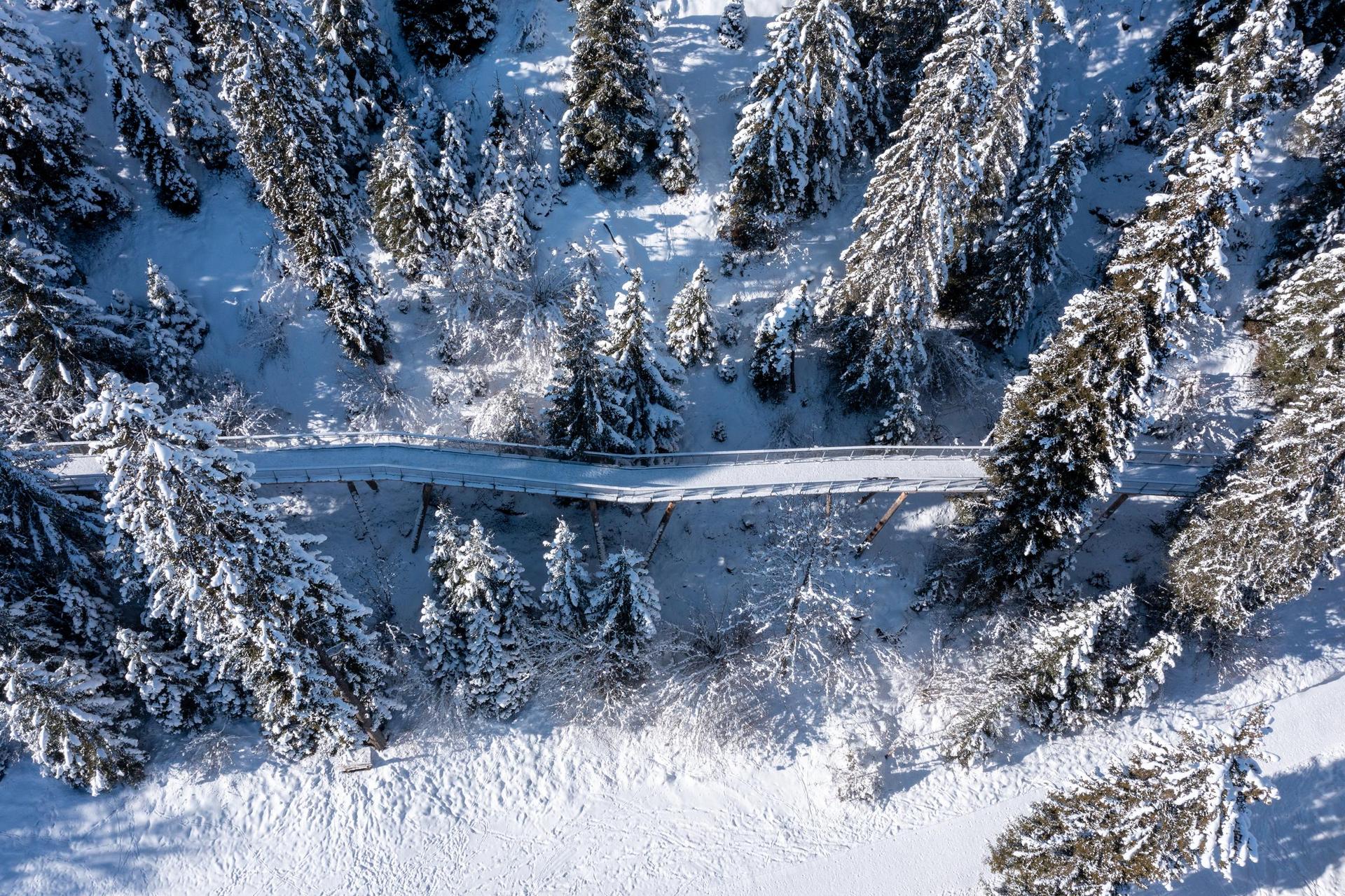 Baumwipfelpfad umgeben von Bäumen