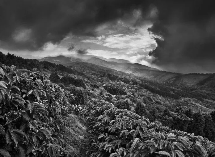 Plantação de Café. Imagem: Sebastião Salgado.