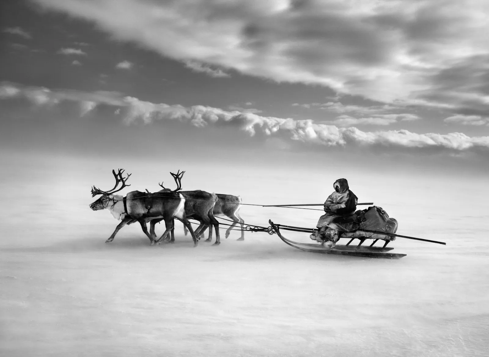 Nenet em seu trenó. Península de Yamal. Sibéria. Rússia. 2011. Image: Sebastião Salgado