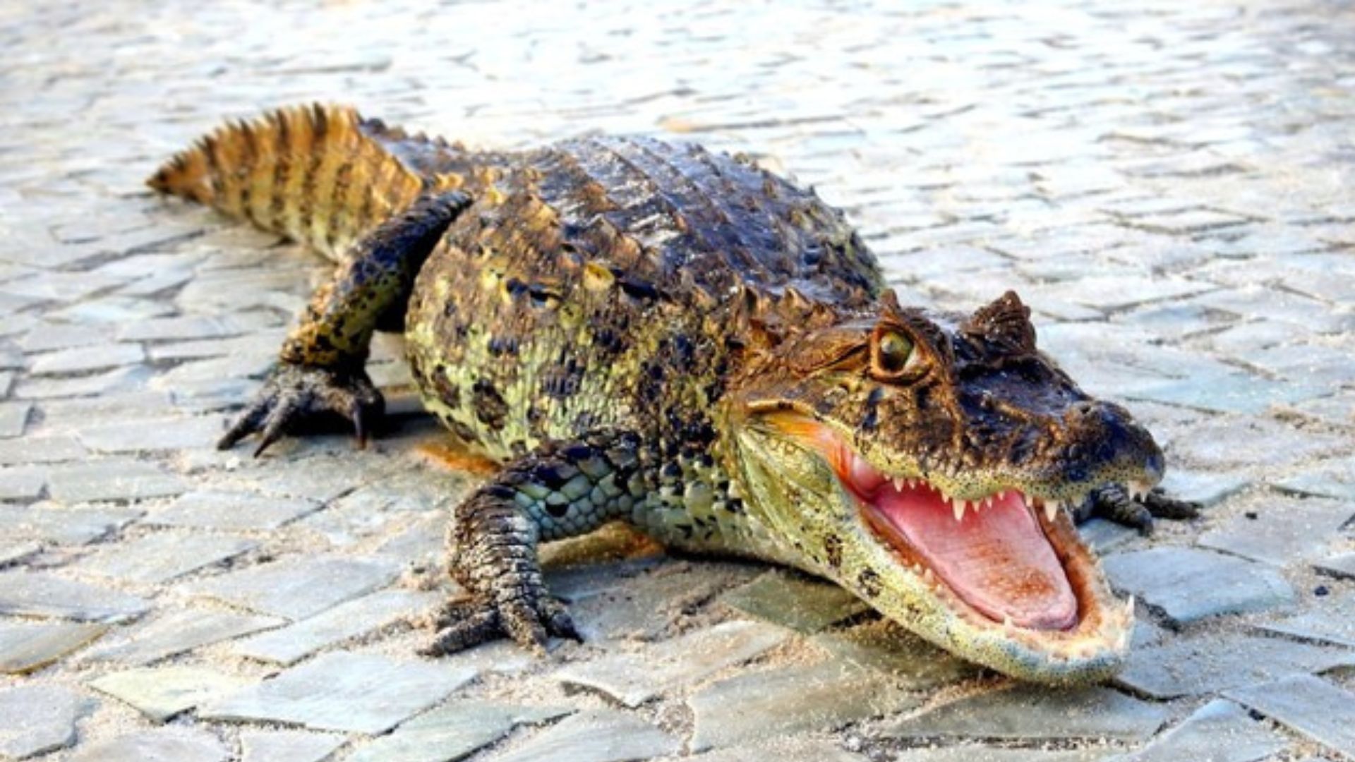 Jacaré supostamente usado pelo CV