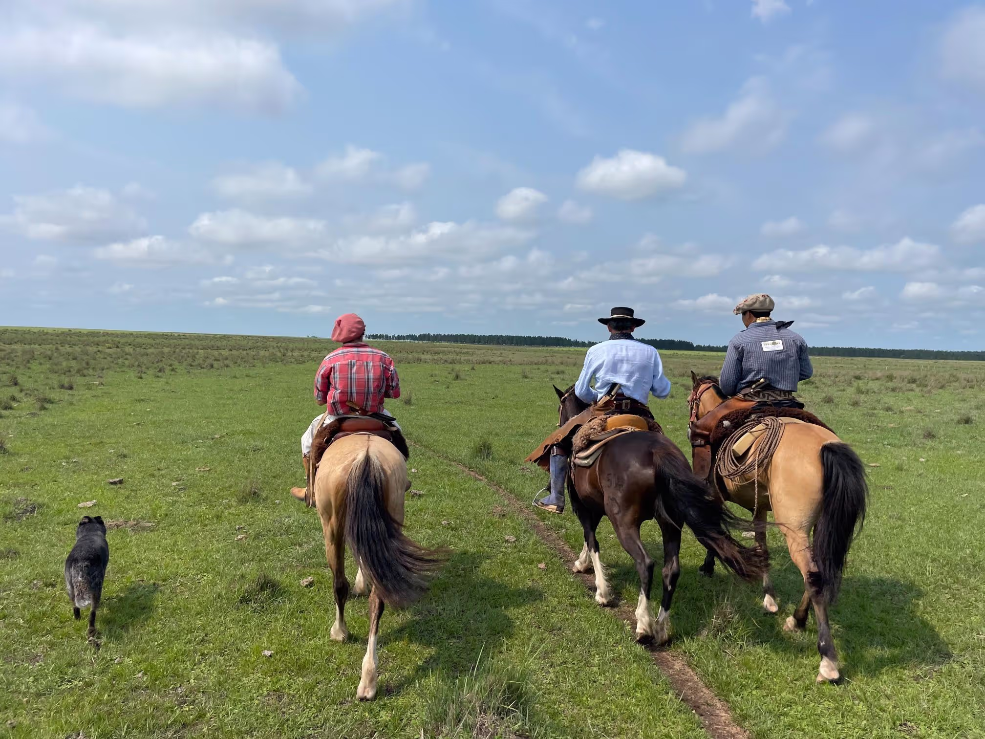 Gauchos riding their horses in big green grass field