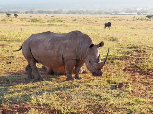 Southern white rhino in South Africa