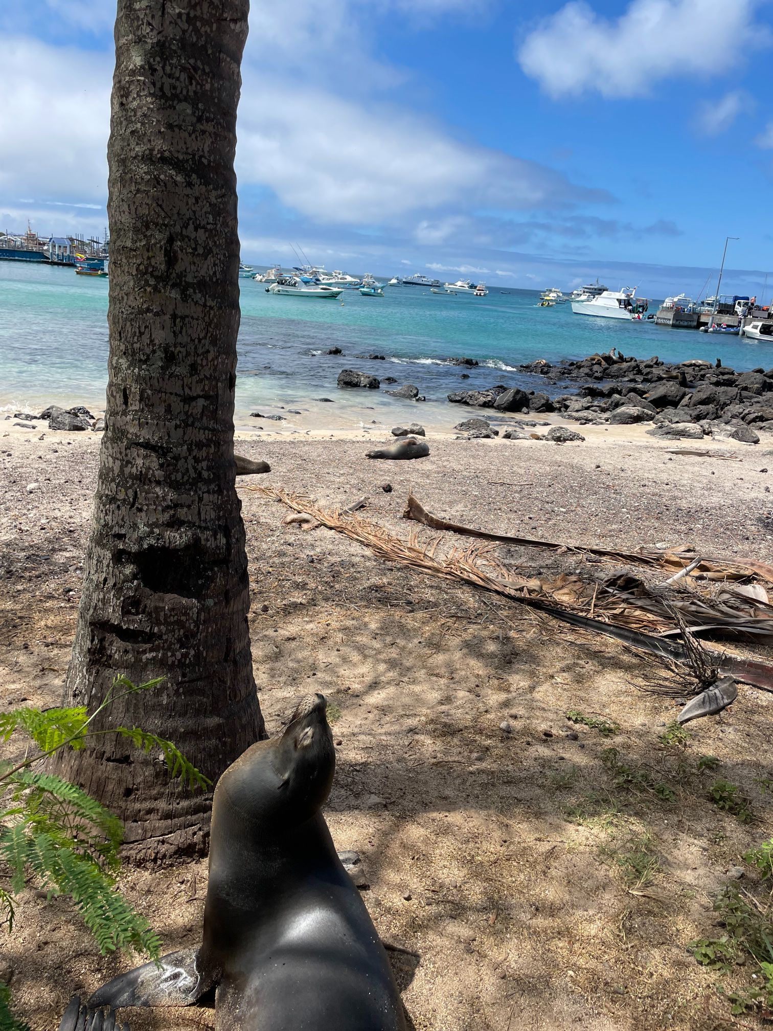 A sea lion near the beach on the Galapagos islands