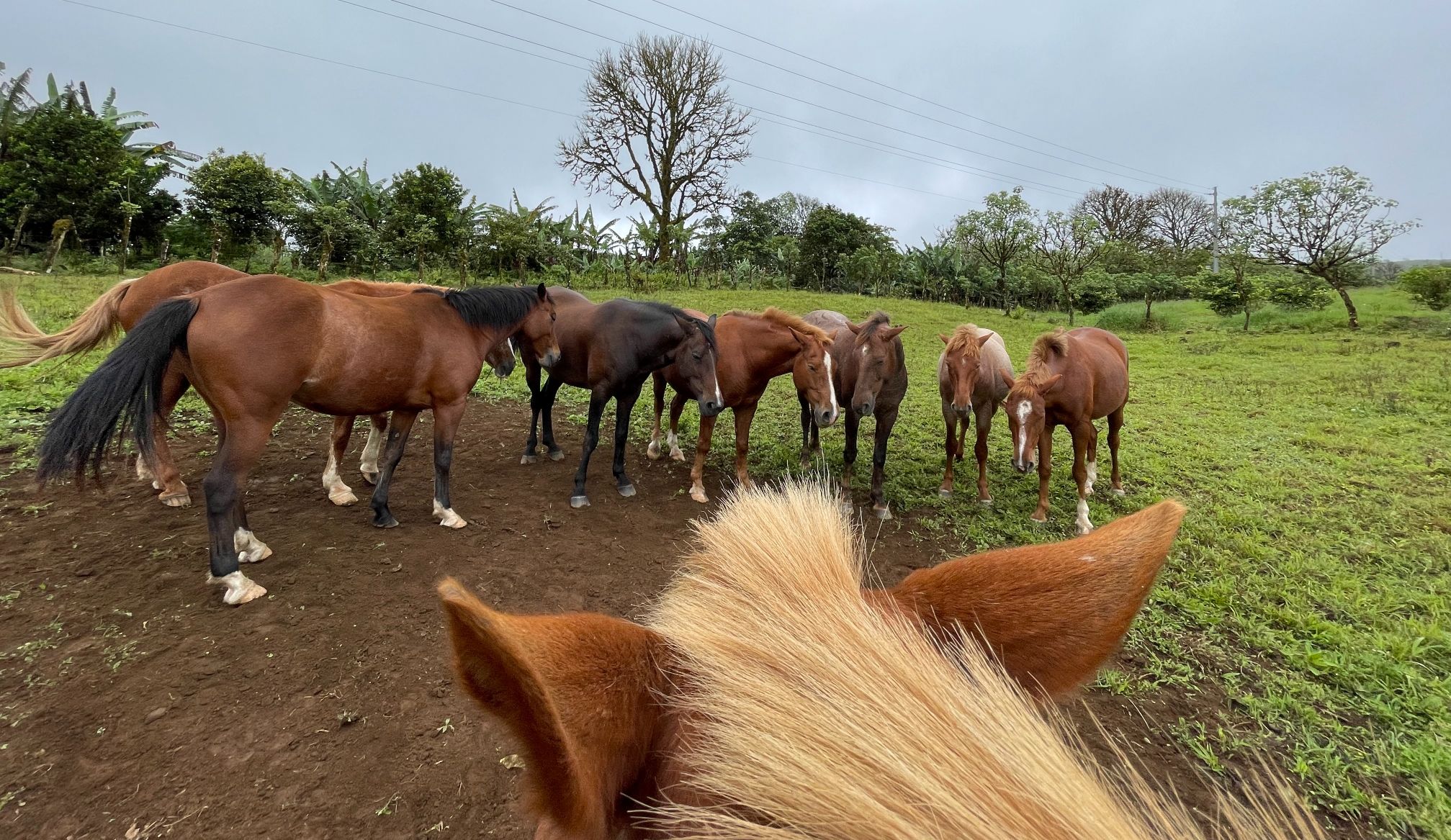 Through a horse's ears: rescued horses napping in the field