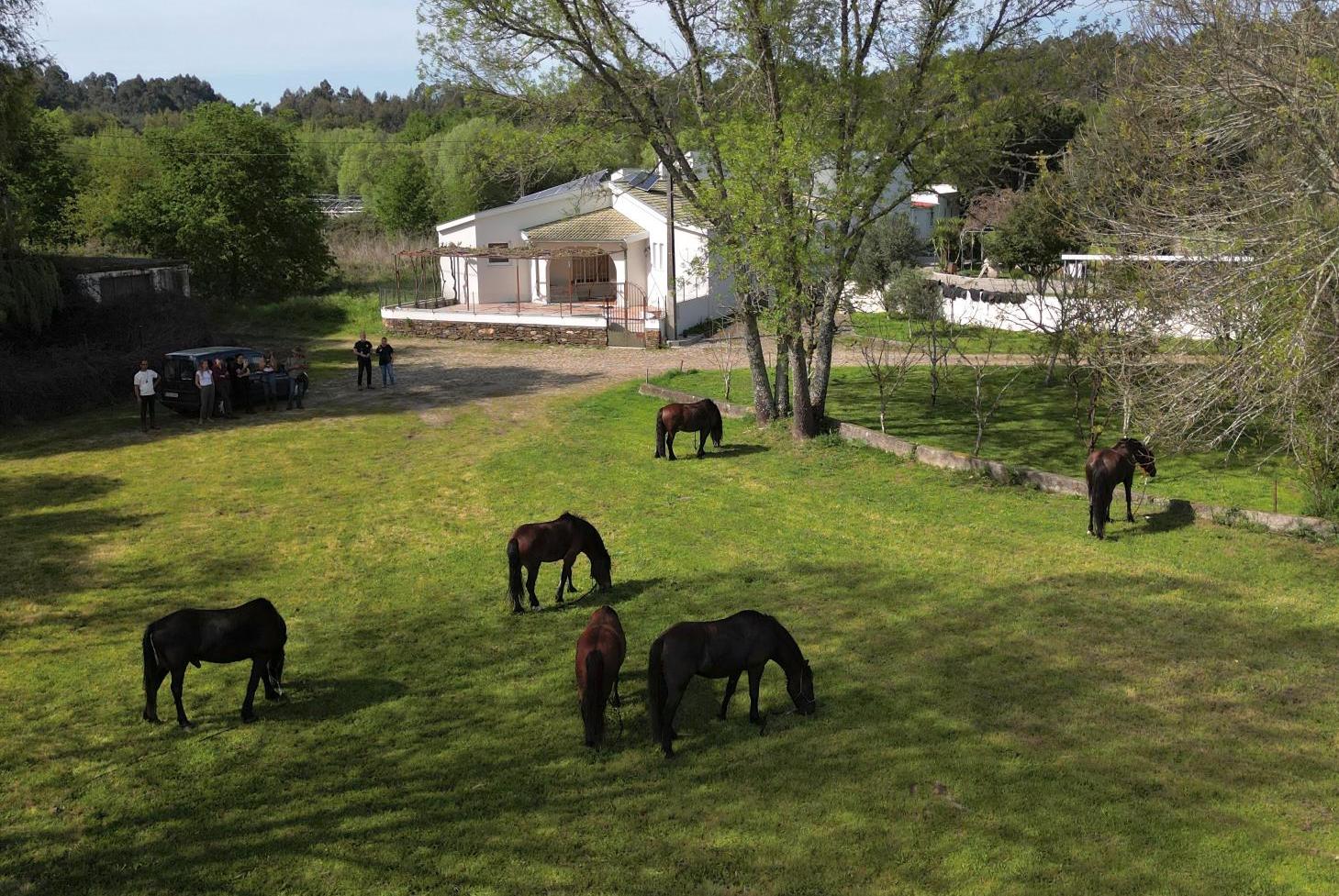 Horses in a grass field, in front of a white house in the forest