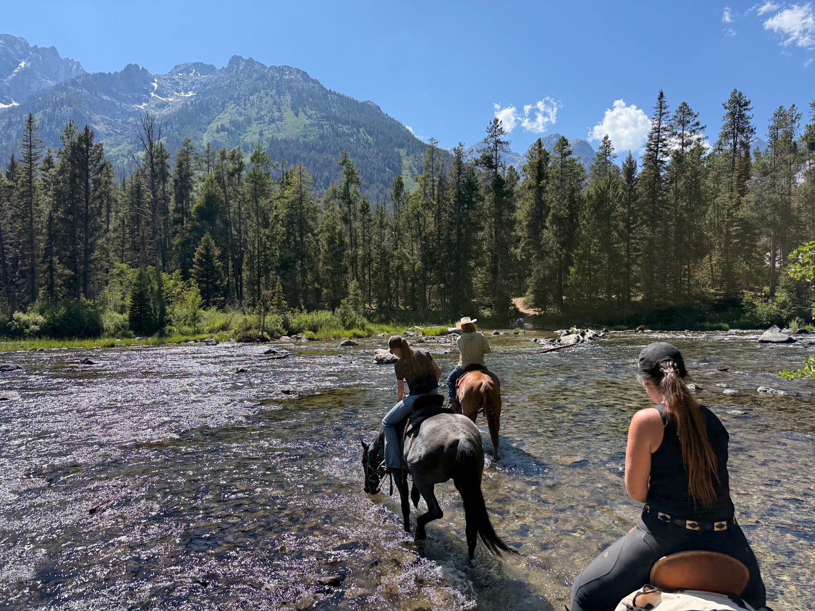 Horses drinking at Jenny lake, Grand Tetons National Park