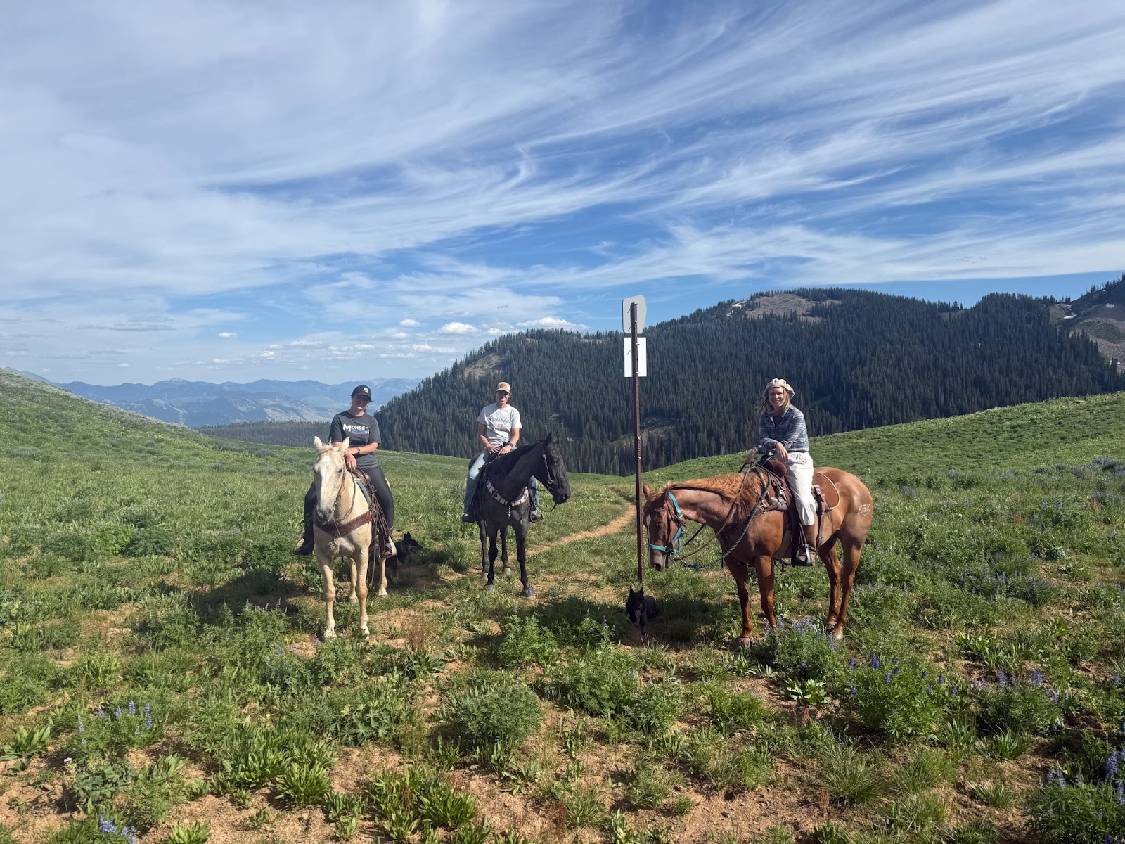 Horses and riders posing on a mountain trail