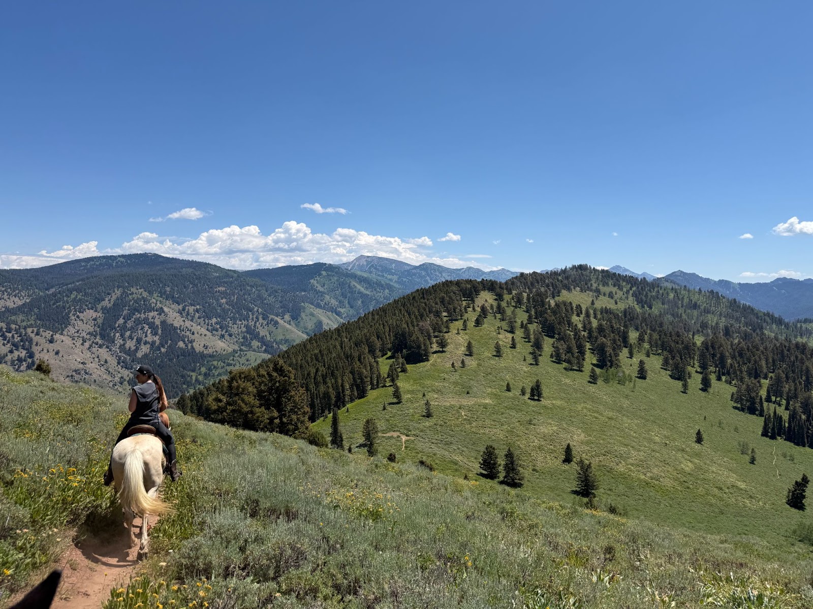 Horse and rider on a small trail in the mountains on a sunny day